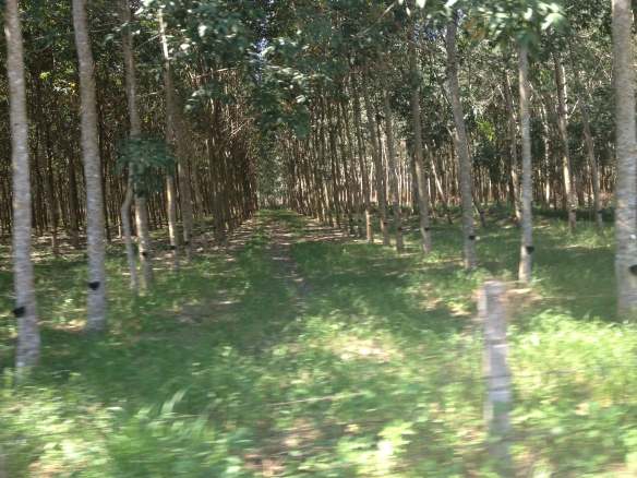 One of so many rubber plantations we cycled through en route.